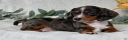 Miniature Dachshund dogs for sale: Pixie - Ad 8