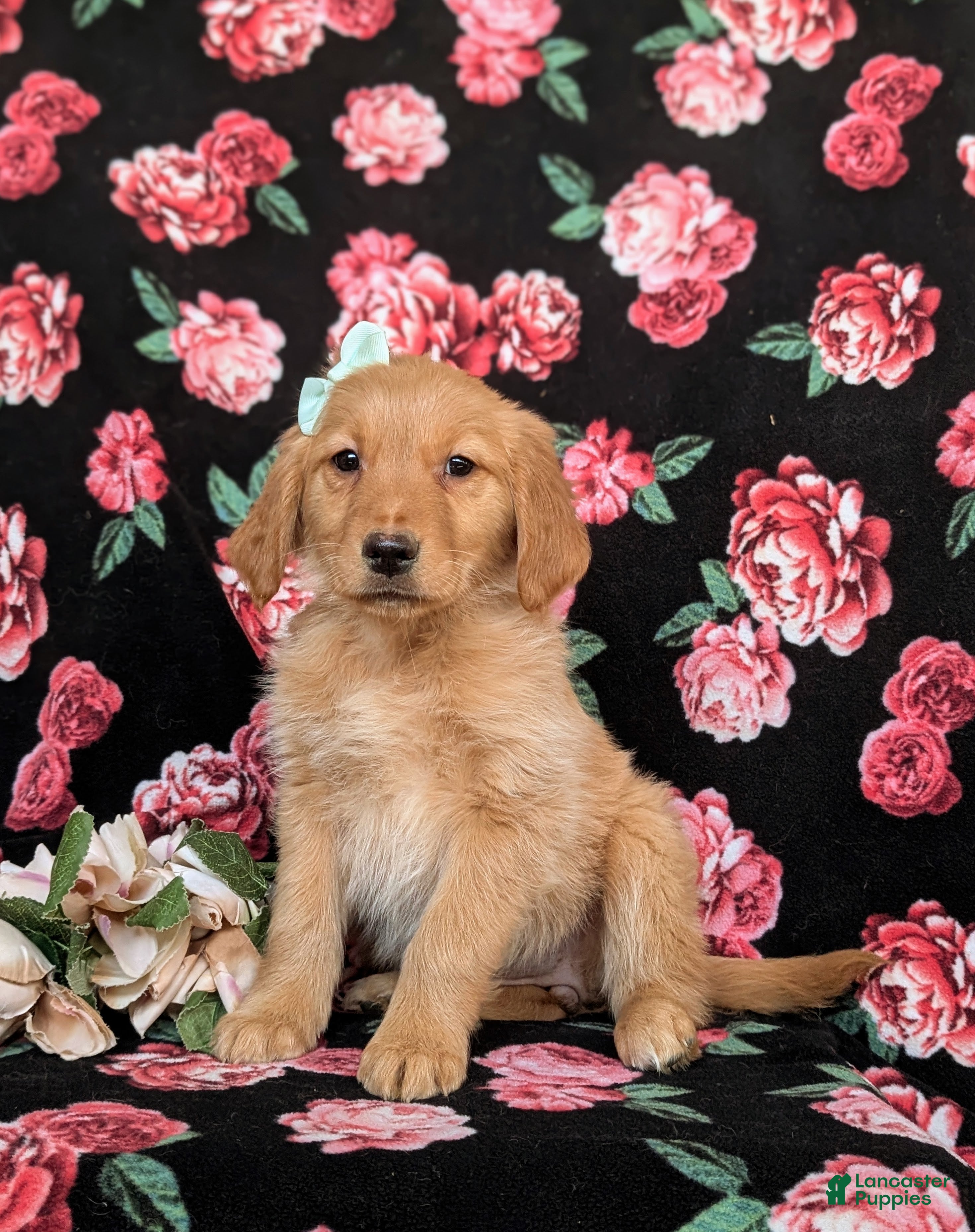 Golden Retriever dogs Jada - Ad 1
