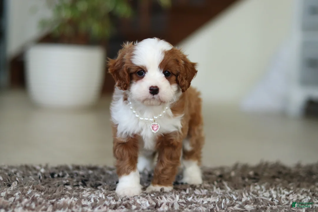 Cavapoo dogs for sale: Angel - Ad 2