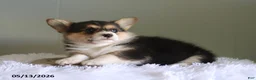 Welsh Corgi Pembroke dogs for sale: Cassie - Ad 4