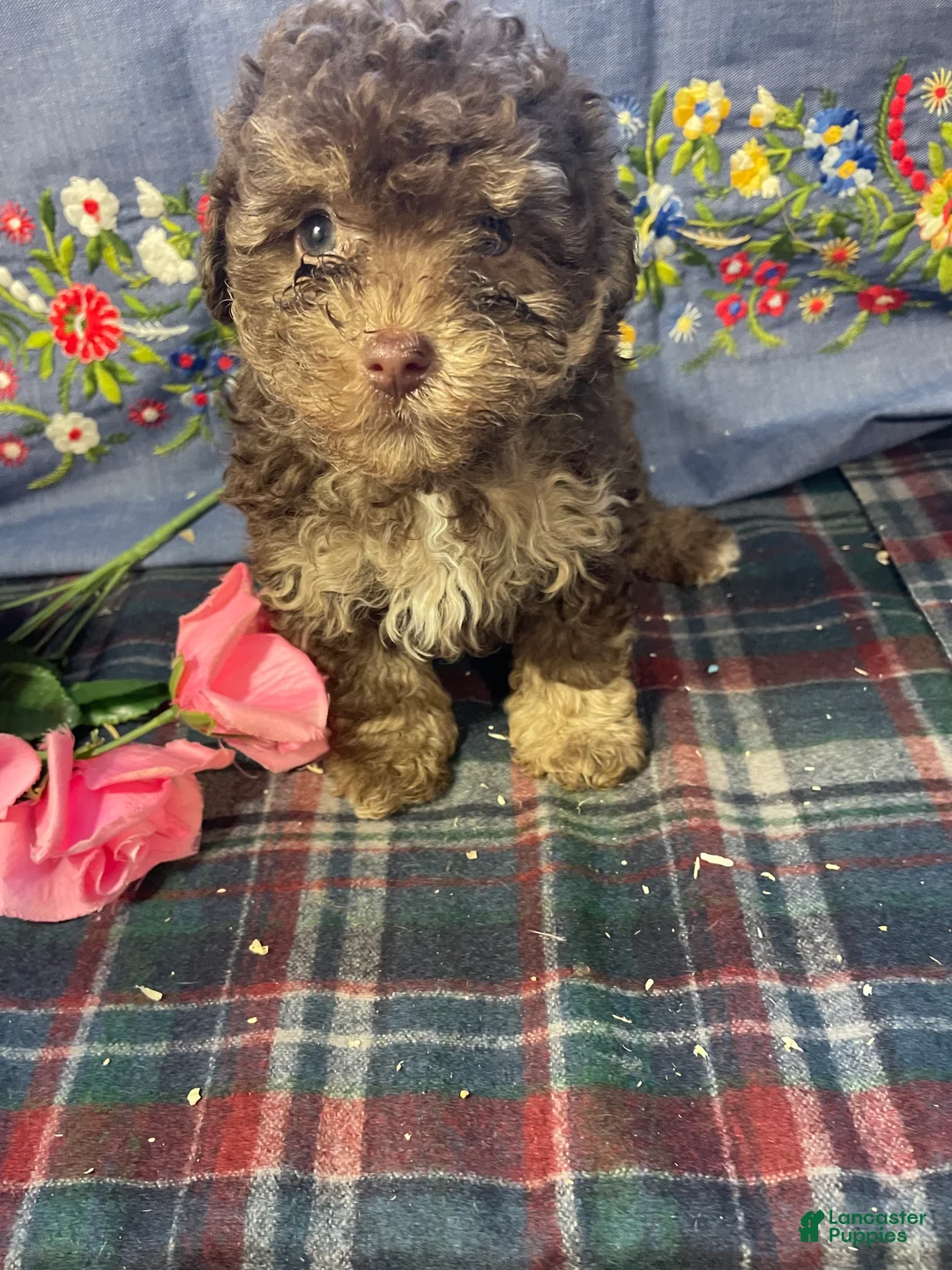 Yorkiepoo dogs for sale: Ollie - Ad 3