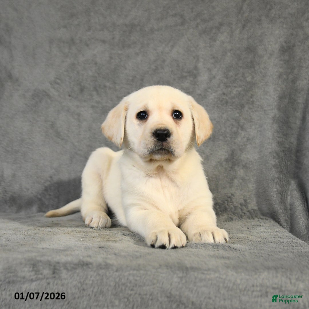 Labrador Retriever dogs for sale: Bella   - Ad 3