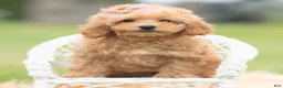 Maltipoo dogs for sale: Sunshine - Ad 10