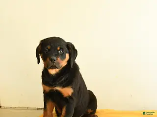 Rottweiler dogs Roman - Ad 12