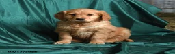 Golden Retriever dogs for sale: Sera - Ad 1