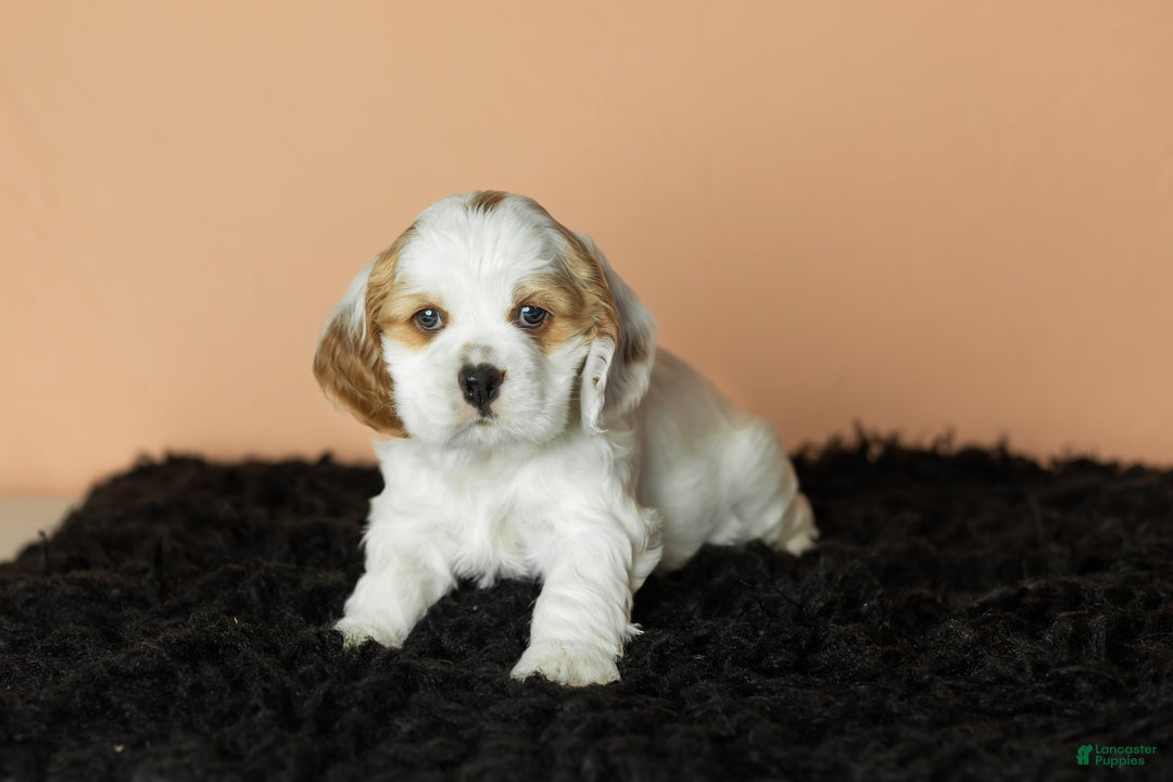 Cocker Spaniel dogs for sale: Freckles  - Ad 1