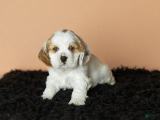 Cocker Spaniel dogs Freckles - Ad 32