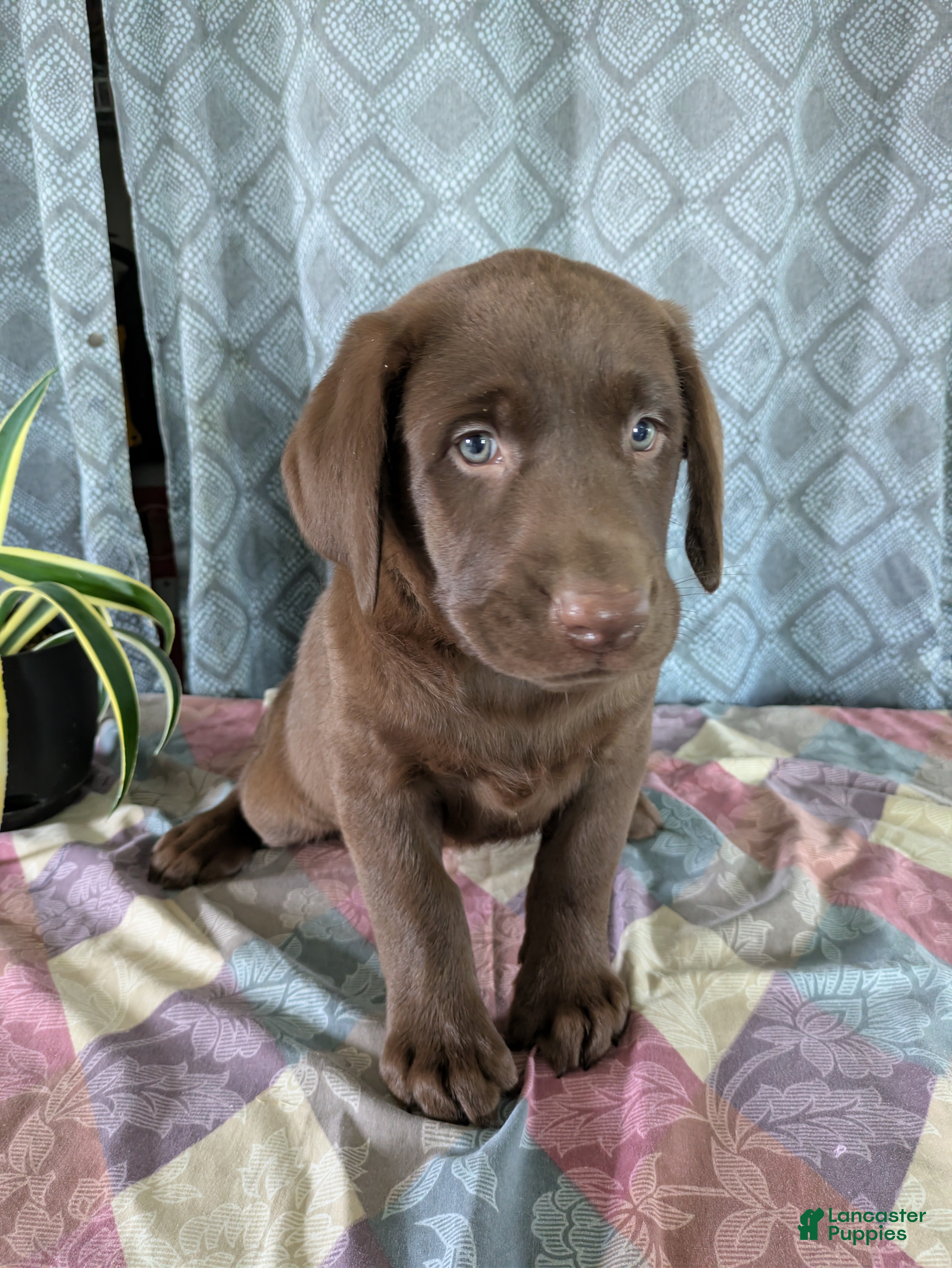 Labrador Retriever dogs Randy - Ad 10