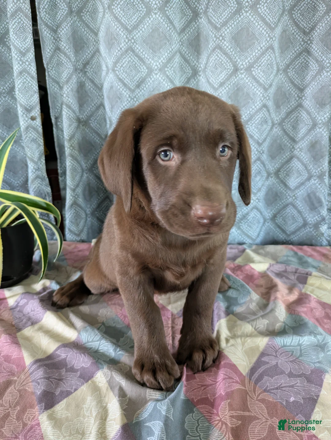 Labrador Retriever dogs for sale: Randy - Ad 1