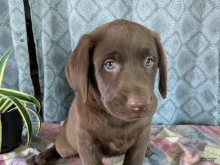 Labrador Retriever dogs Randy - Ad 10