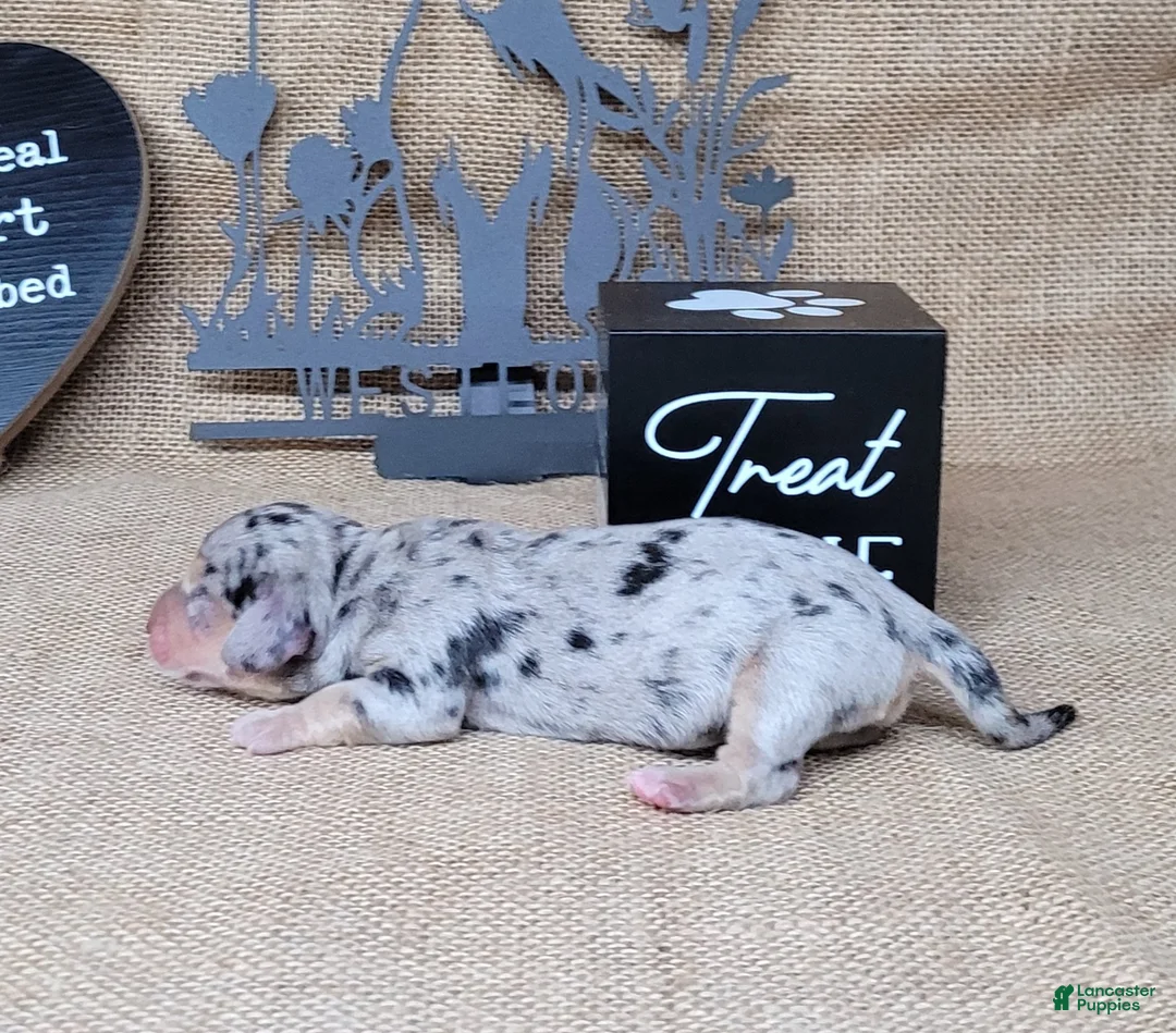 Miniature Dachshund dogs for sale: CeCe female *Delivery available* - Ad 4