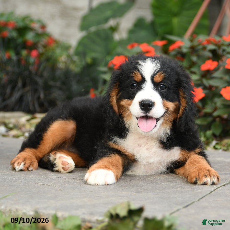 Miniature Bernese Mountain Dog dogs Cheyenne - Ad 2