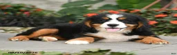 Miniature Bernese Mountain Dog dogs for sale: Cheyenne - Ad 2