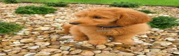 Goldendoodle dogs for sale: Teddy - Ad 3