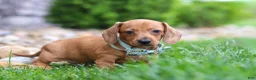 Miniature Dachshund dogs for sale: Ace - Ad 3