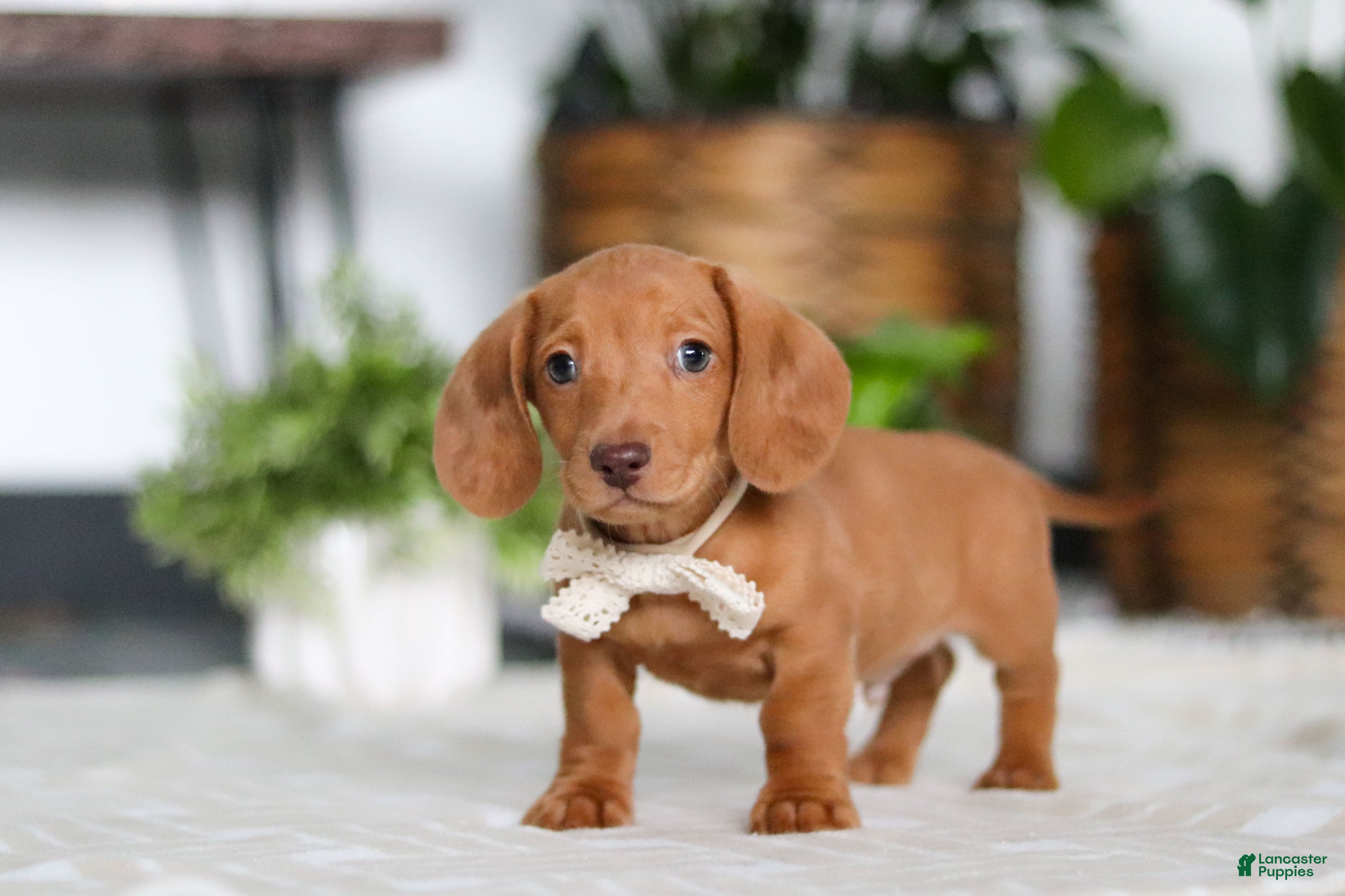 Dachshund dogs Wyatt - Ad 2