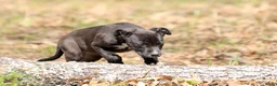Mixed Breed dogs for sale: Magpie - European Doberdane GIRL! - Ad 3