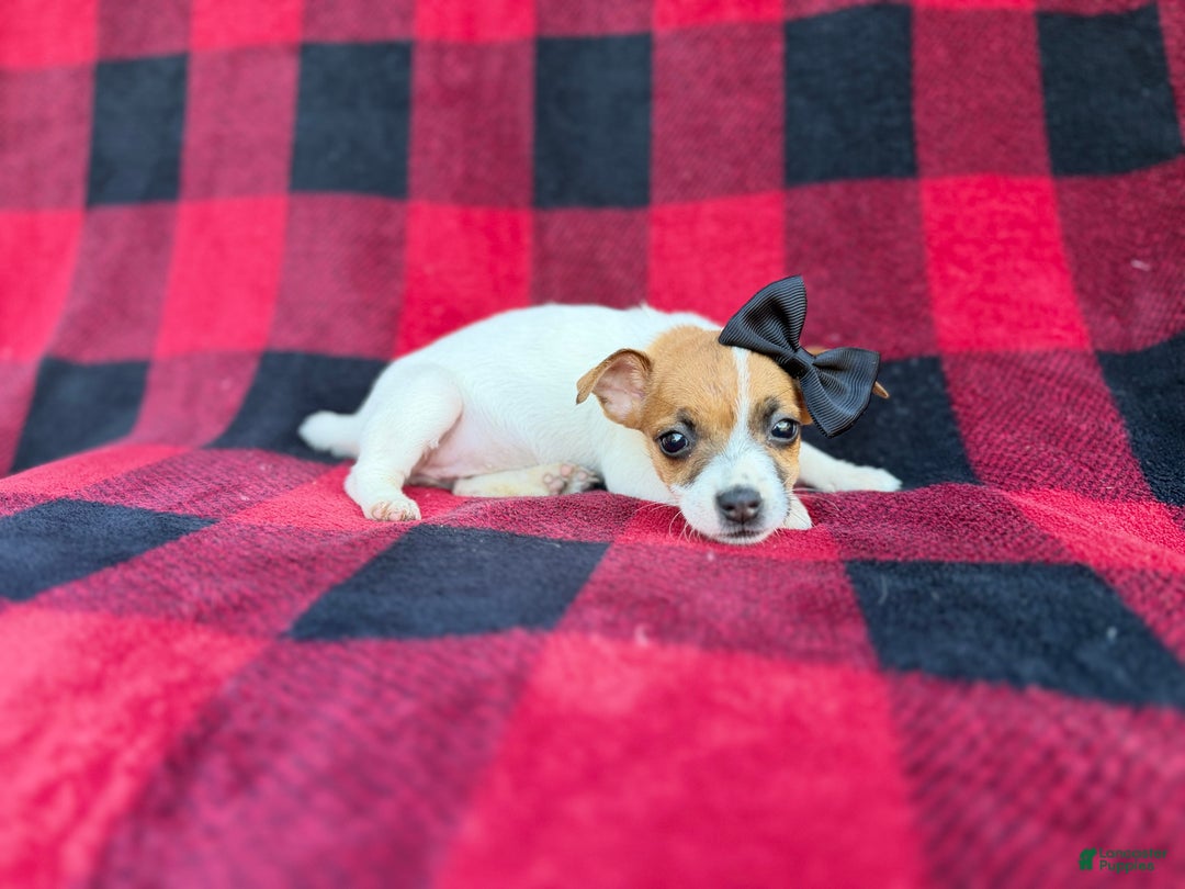 Jack Russell Terrier dogs for sale: Bailey  - Ad 9