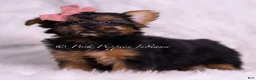 Yorkshire Terrier dogs for sale: Beauty - Ad 5