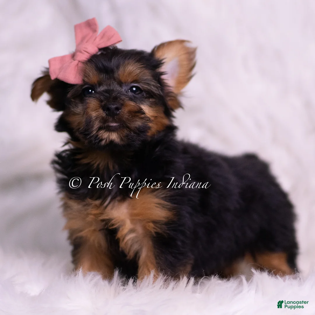 Yorkshire Terrier dogs for sale: Beauty - Ad 5