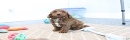 Mini Goldendoodle dogs for sale: Creampuff - Ad 7