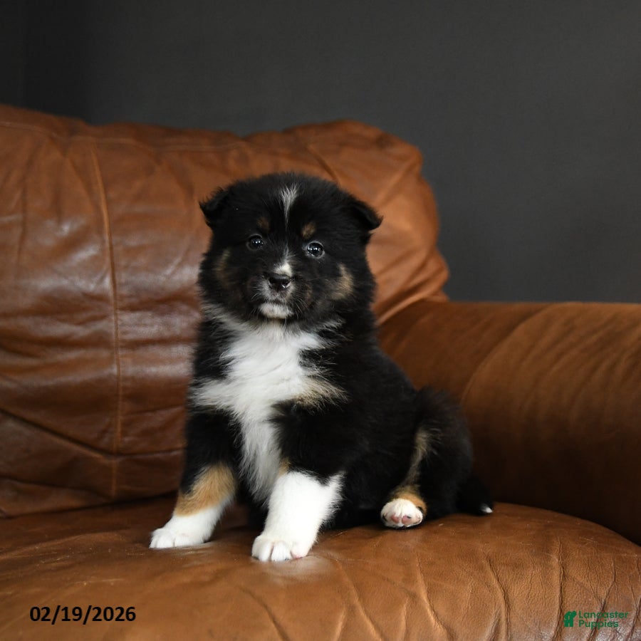 Australian Shepherd dogs Darcy - Ad 2