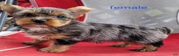 Yorkshire Terrier dogs for sale: Luna - Ad 9