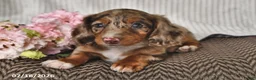 Miniature Dachshund dogs for sale: Kya - Ad 4