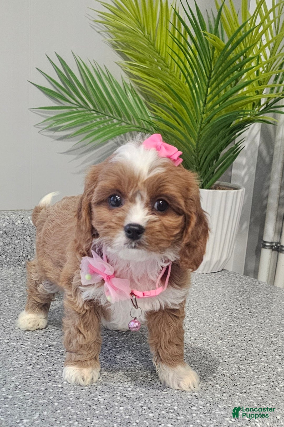 Cavapoo dogs for sale: Lil Shiloh  - Ad 7