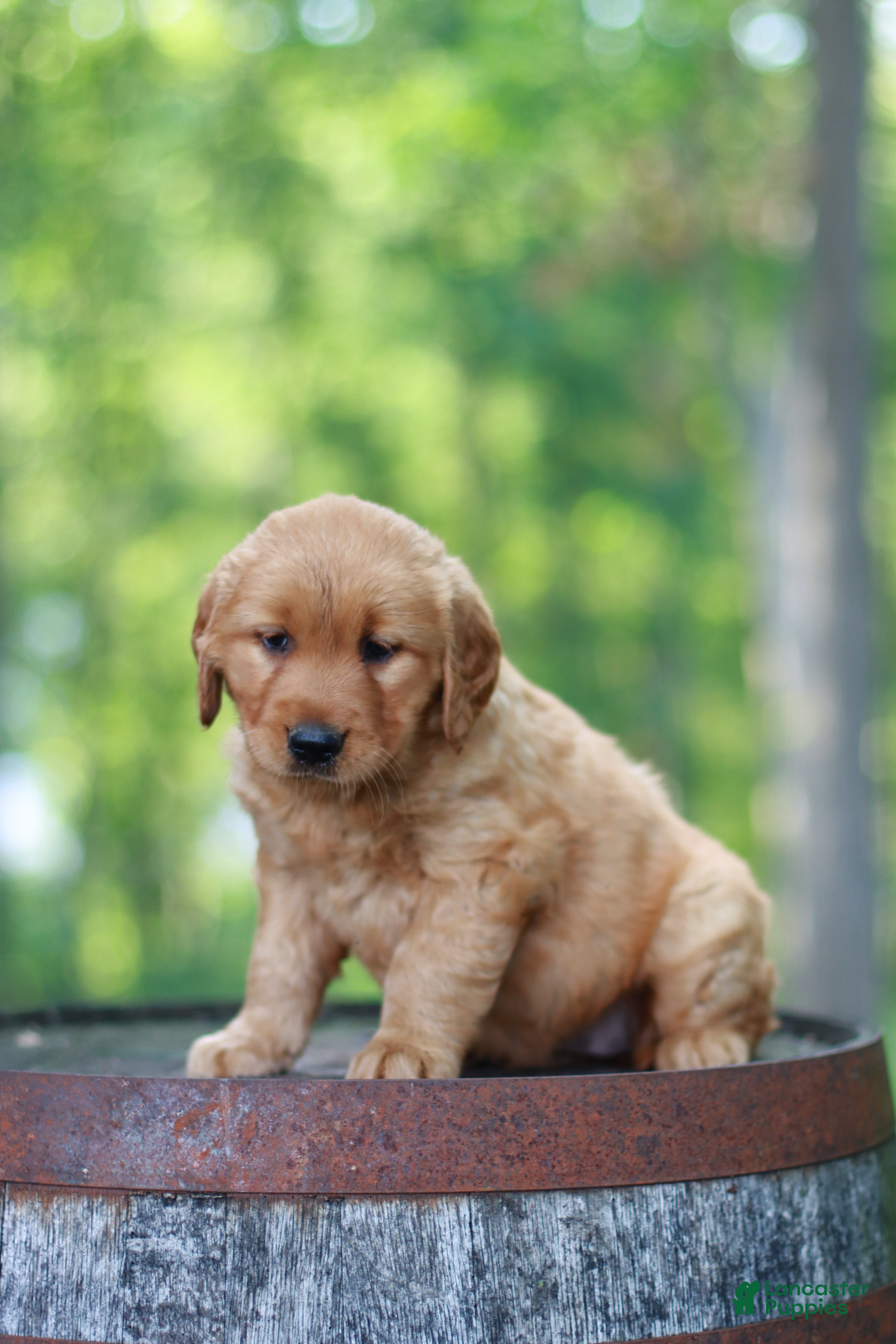 Golden Retriever dogs for sale: Bentley - Ad 1