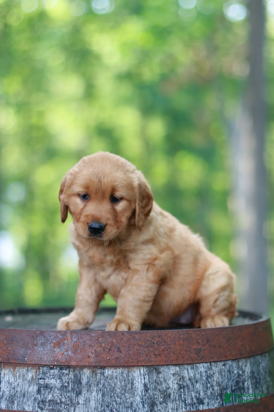 Golden Retriever dogs for sale: Blossom - Ad 1