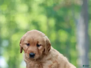 Golden Retriever dogs for sale: Bentley - Ad 1