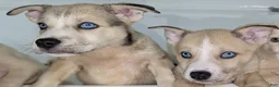 Pitsky dogs for sale: Mindey - Ad 6