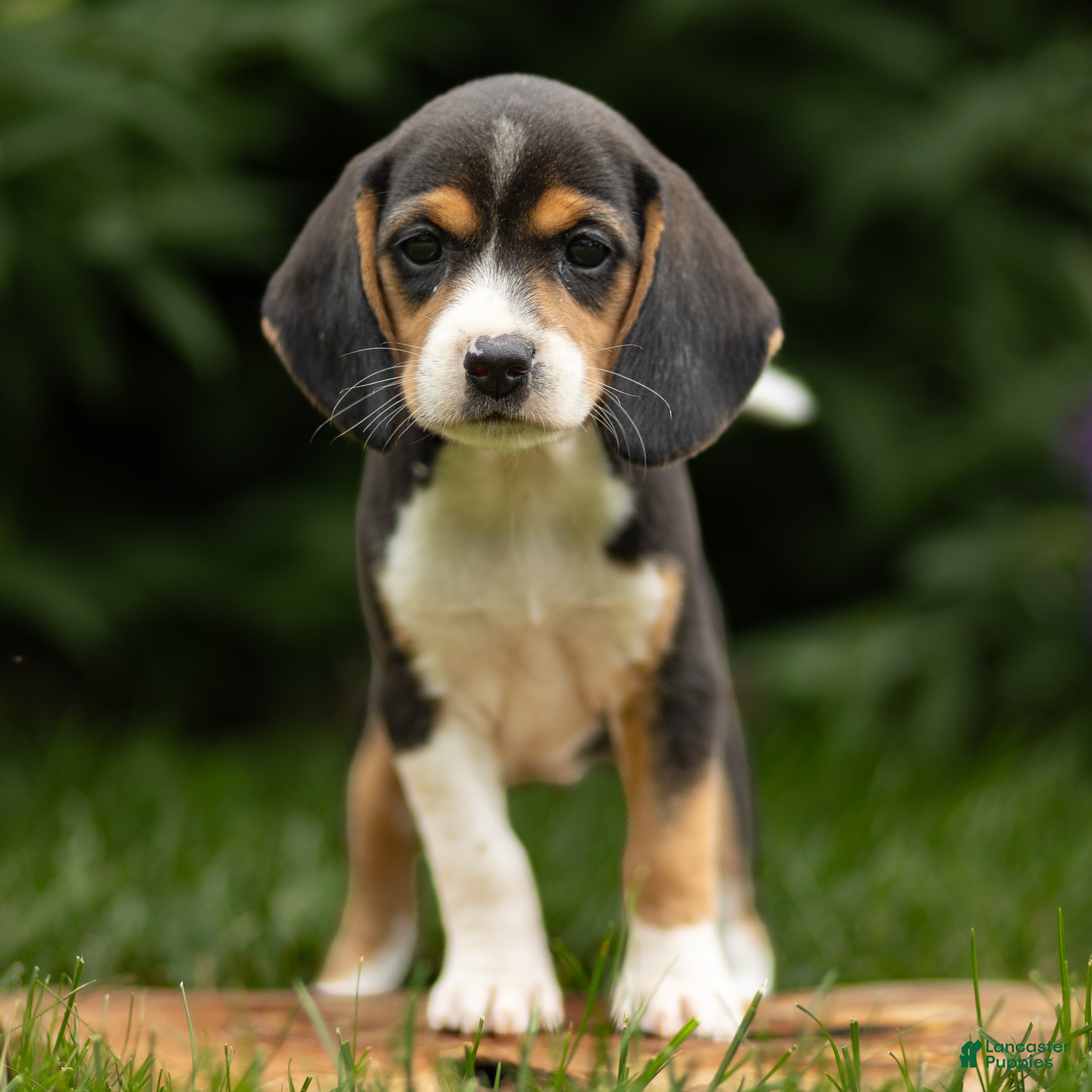 Beagle dogs for sale: Charity - Ad 4