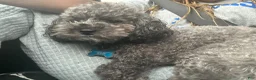 Toy Poodle dogs for sale: Toy Poodle 2 - Ad 6