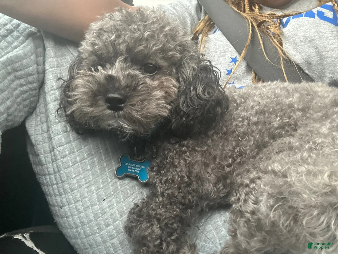 Toy Poodle dogs for sale: Toy Poodle 2 - Ad 6