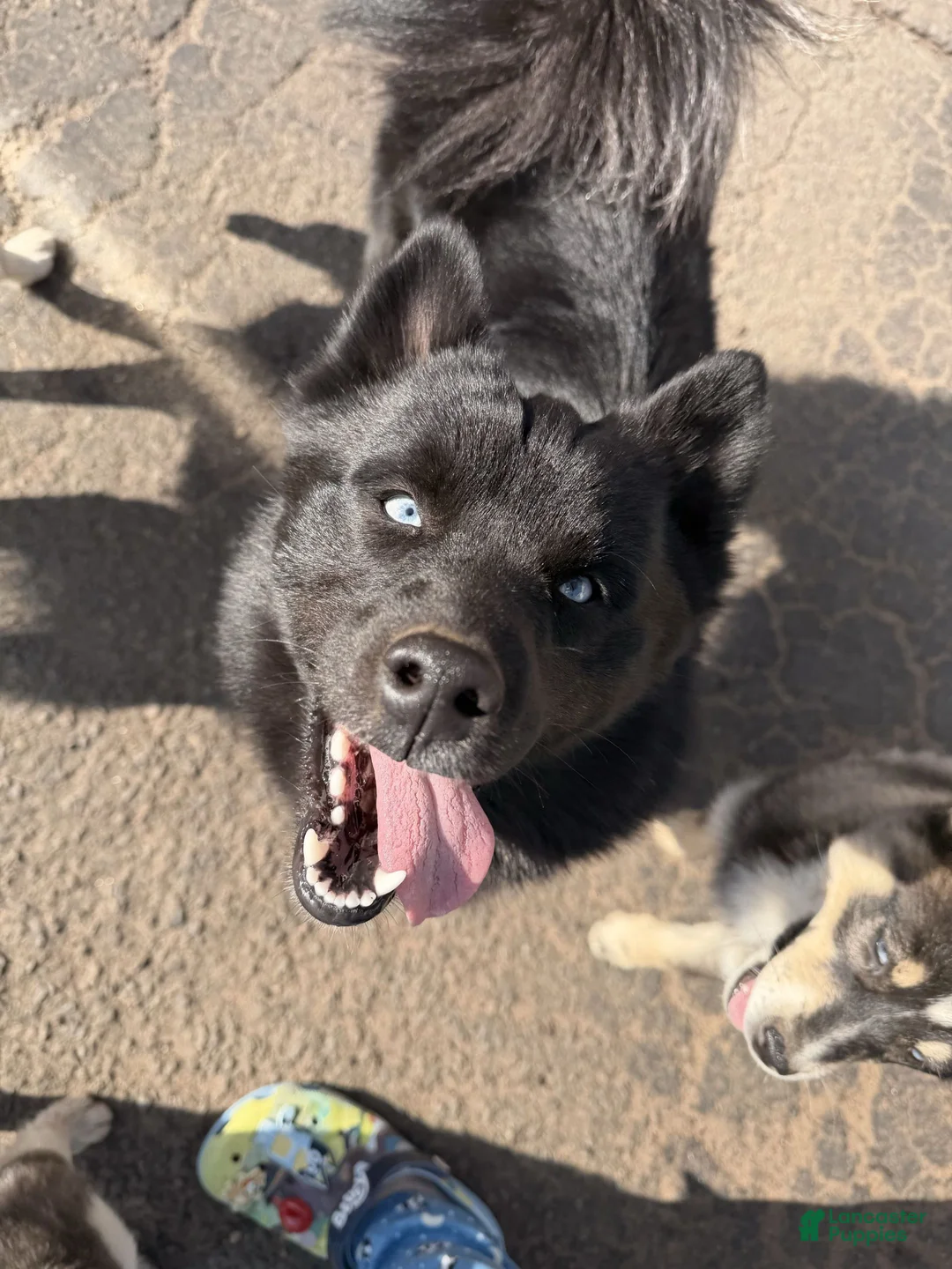 Pomsky dogs for sale: Pomsky Puppy 2 - Ad 2
