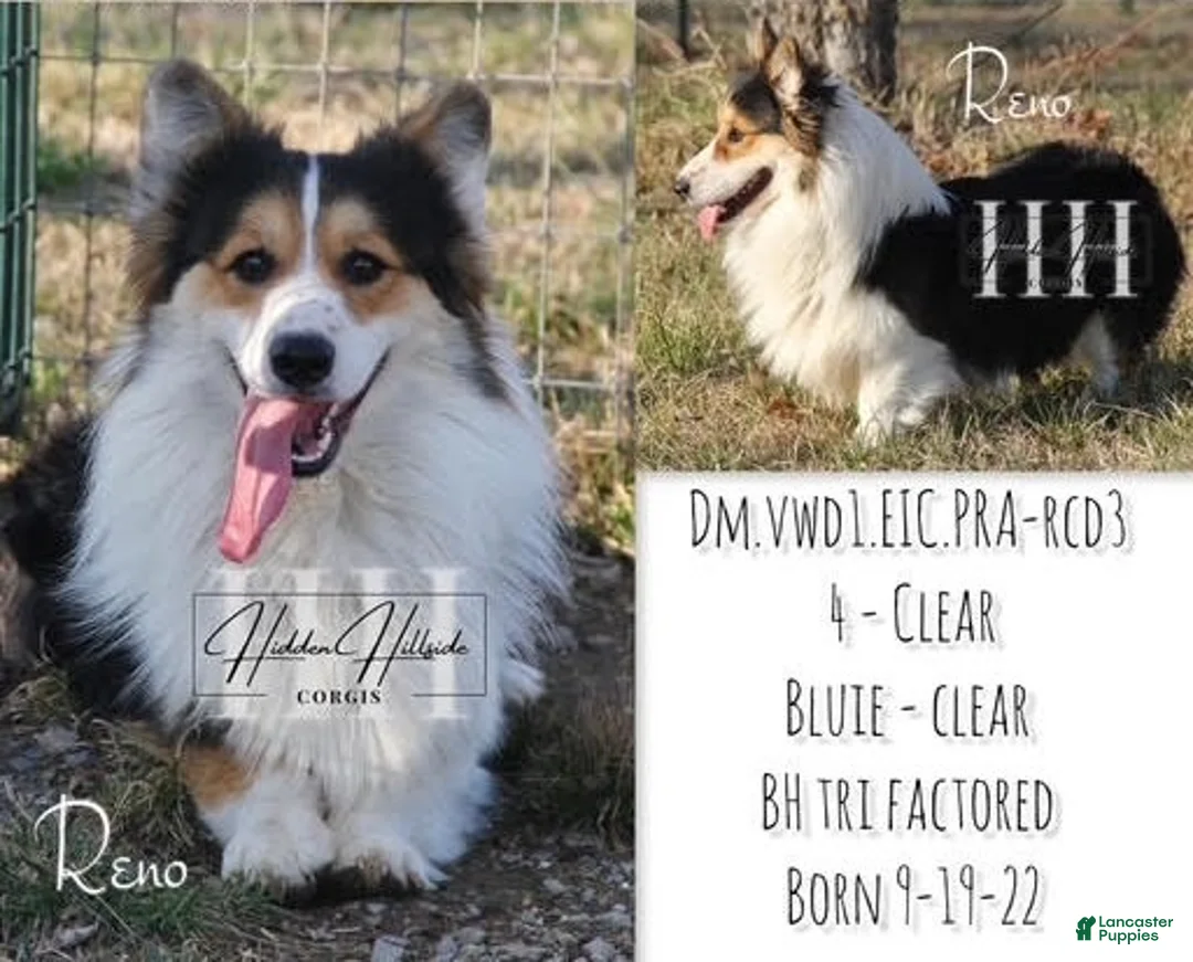 Welsh Corgi Pembroke dogs for sale: Loretta - Ad 10