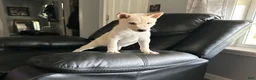 Shiba Inu dogs for sale: Shiba Inu Puppy 4 - Ad 12