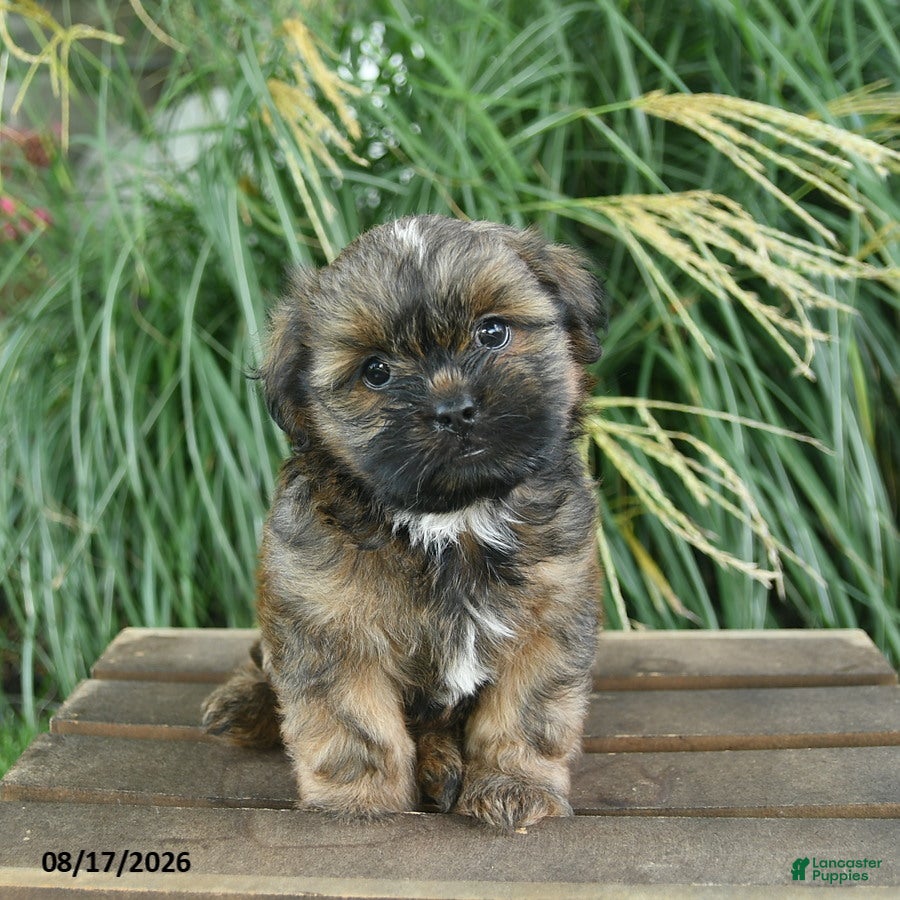 Mixed Breed dogs Mocha  - Ad 1