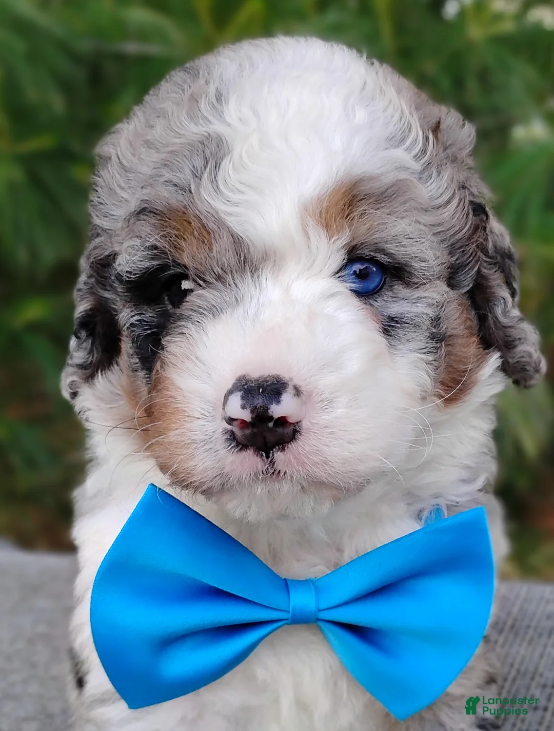 Bernedoodle dogs for sale: Damian - Ad 1