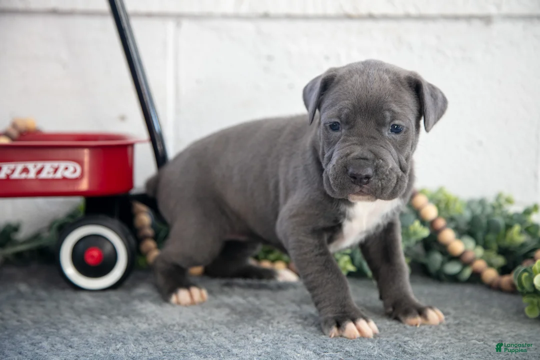 Cane Corso dogs for sale: Stacy - Ad 1