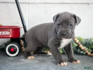 Cane Corso dogs Stacy - Ad 28