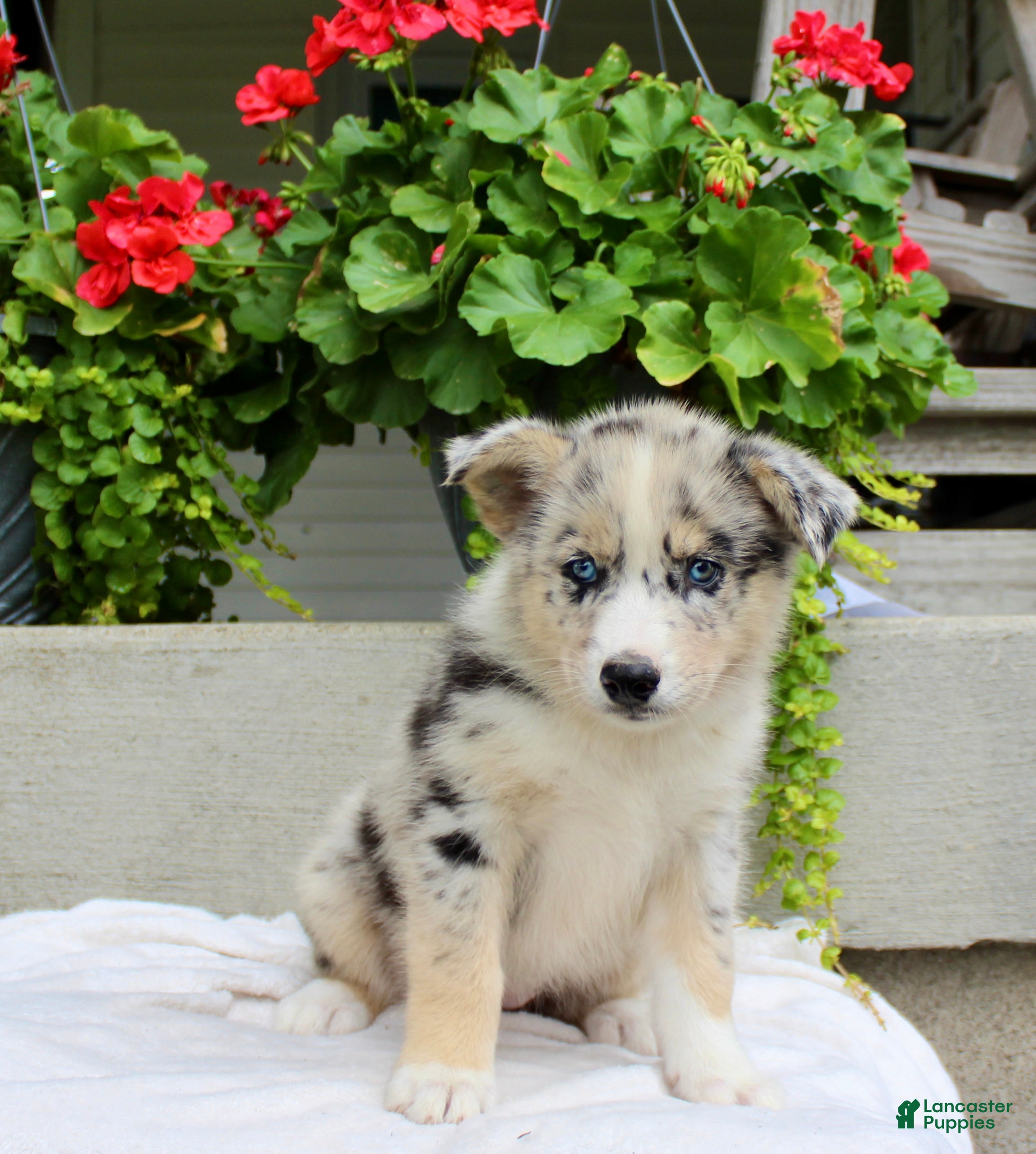 Mixed Breed dogs Lily - Ad 2