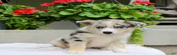 Mixed Breed dogs for sale: Lily - Ad 2
