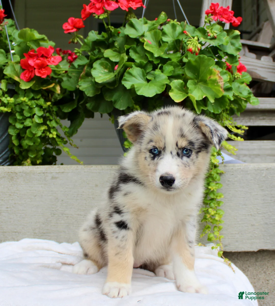 Mixed Breed dogs for sale: Lily - Ad 2