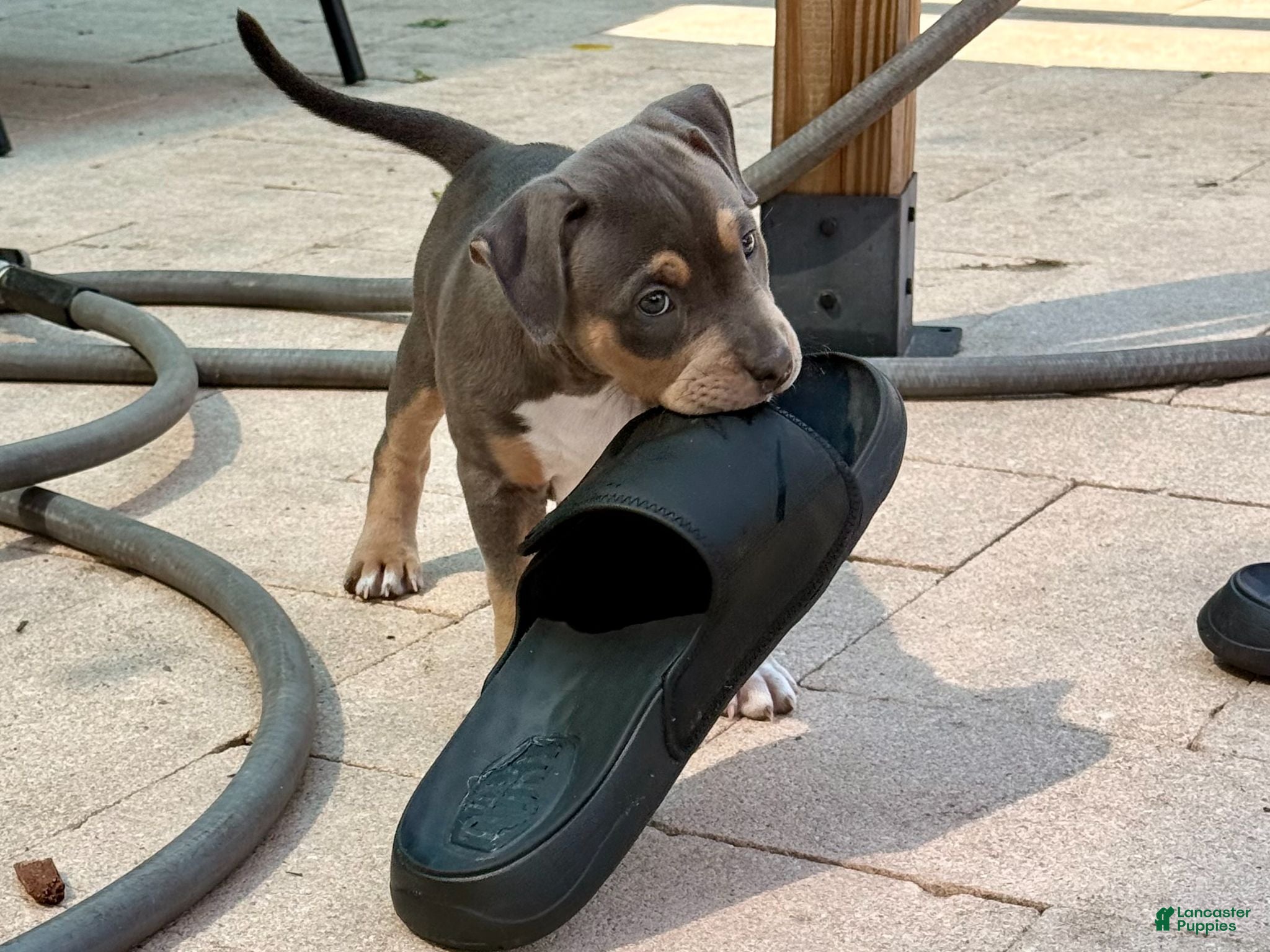 American Bully dogs Calypso  - Ad 2