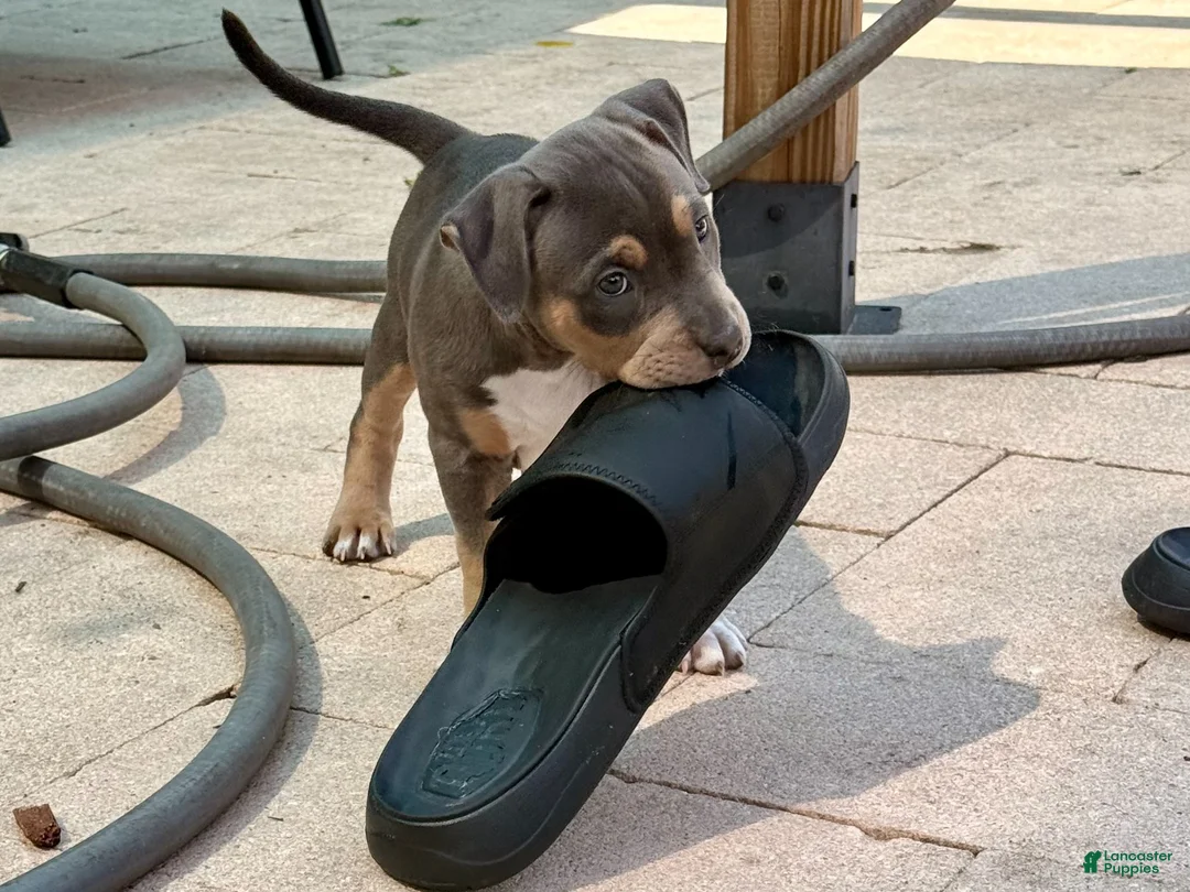 American Bully dogs for sale: Calypso  - Ad 2