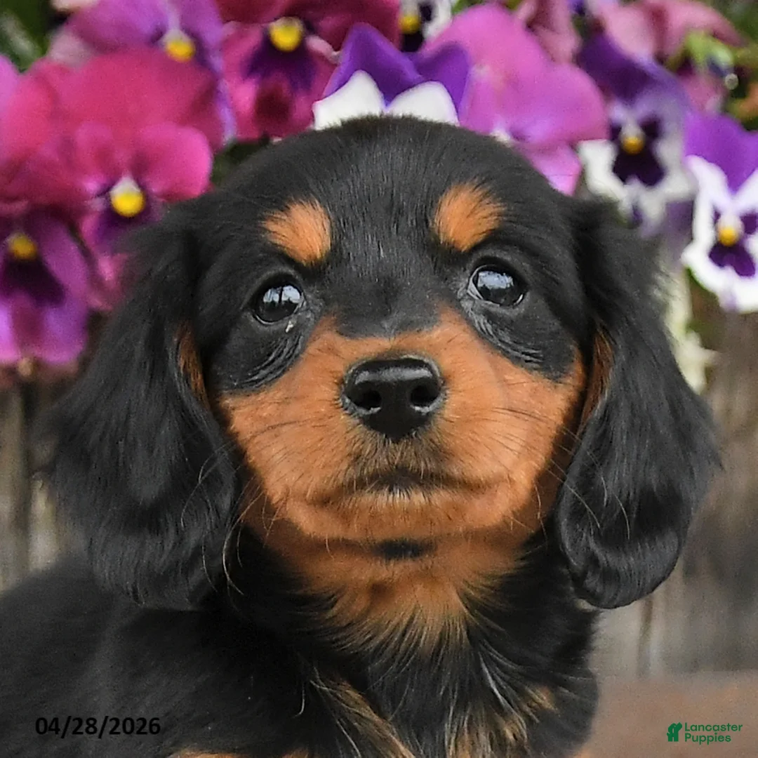 Dachshund dogs for sale: Coffee - Ad 2