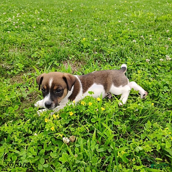 Jack Russell Terrier dogs Rascal - Ad 1